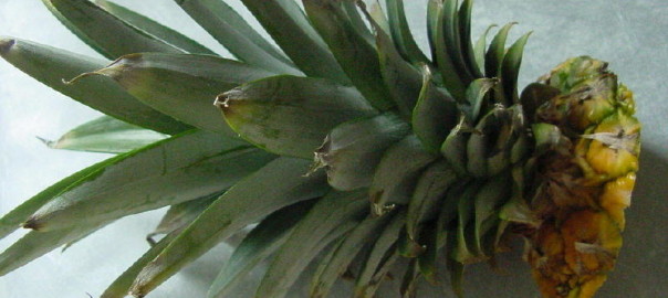 Ananas erfolgreich vermehren