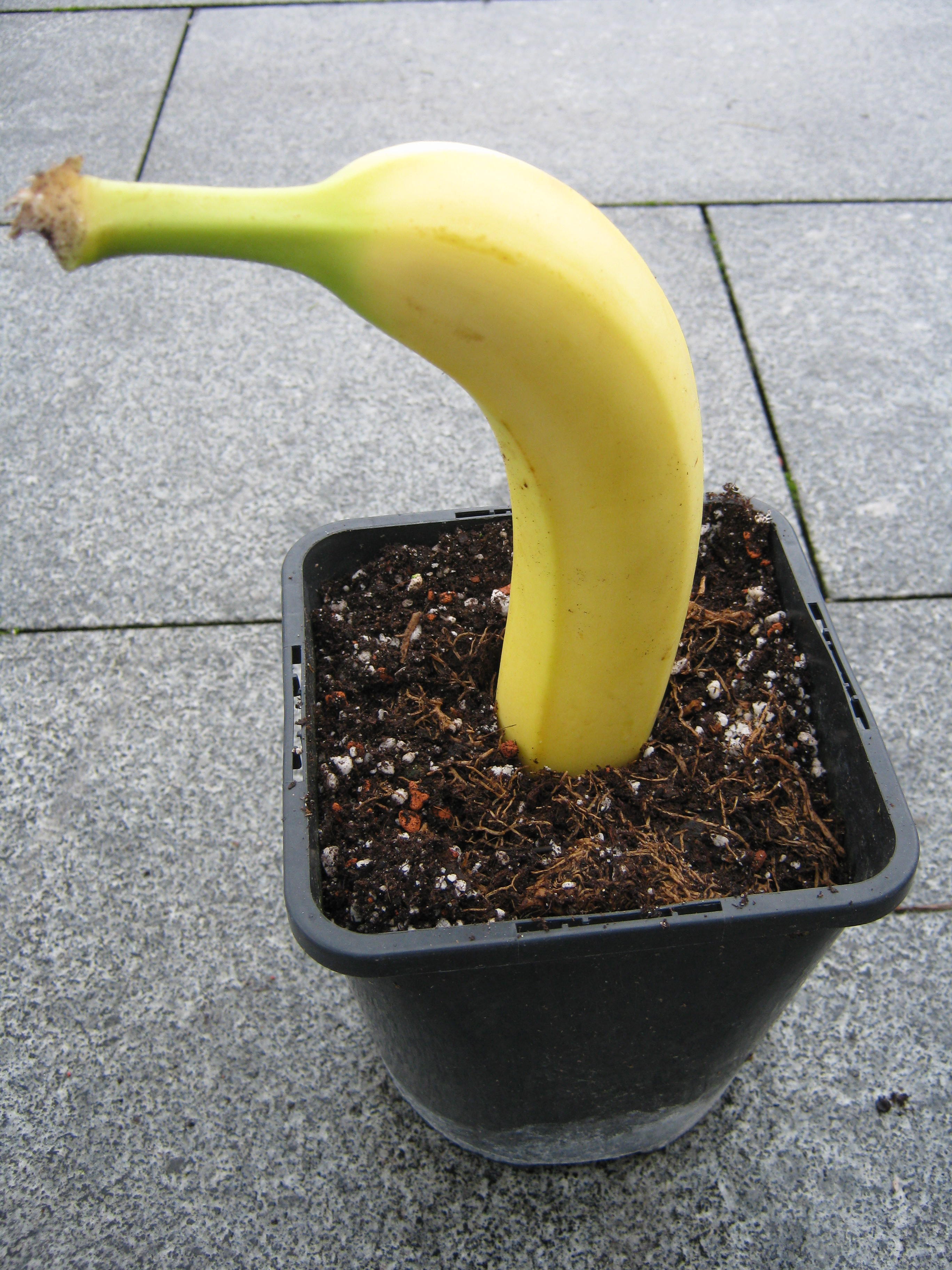 Wie man aus einer Banane eine neue Pflanze zieht - Das Grüne Netzwerk