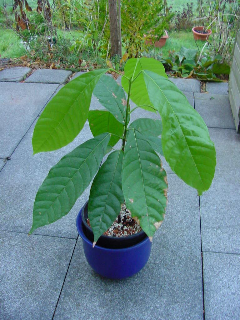Kakaopflanze 11/2006