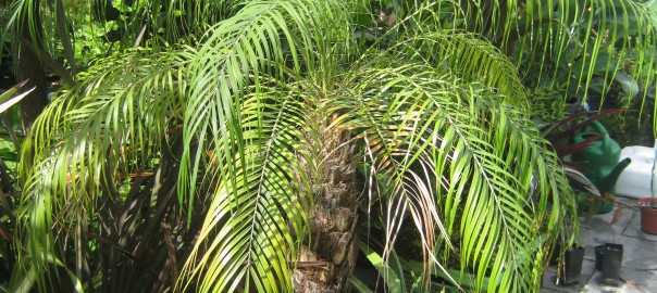 Augen auf beim Palmenkauf