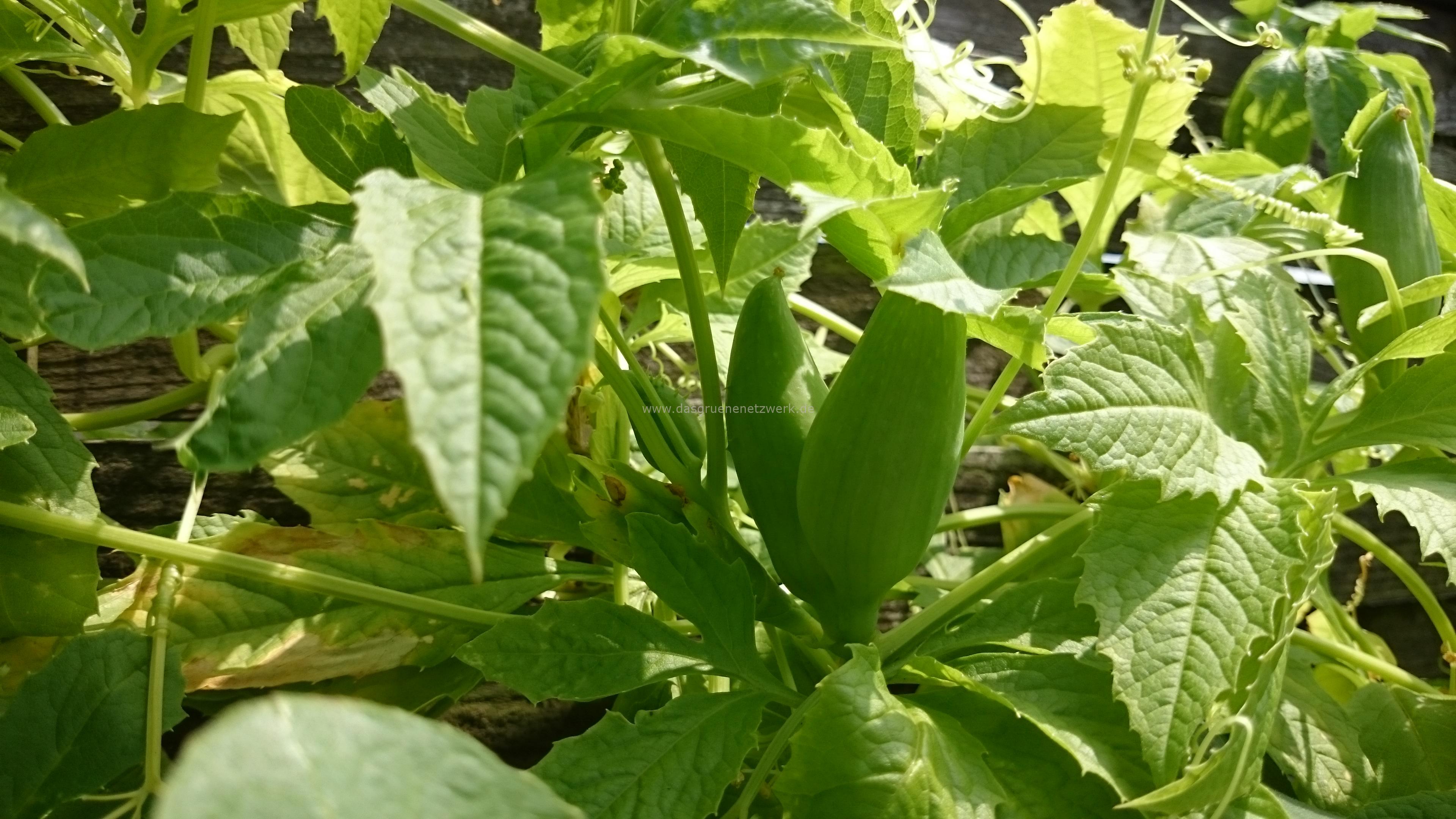 Leckergarten-Tipp: Inkagurke/Cyclanthera pedata