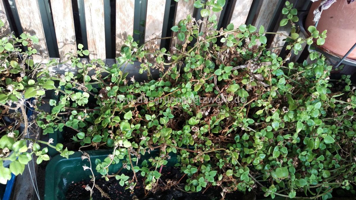 Leckergarten-Tipp: Herzblattsalat/Aptenia cordifolia