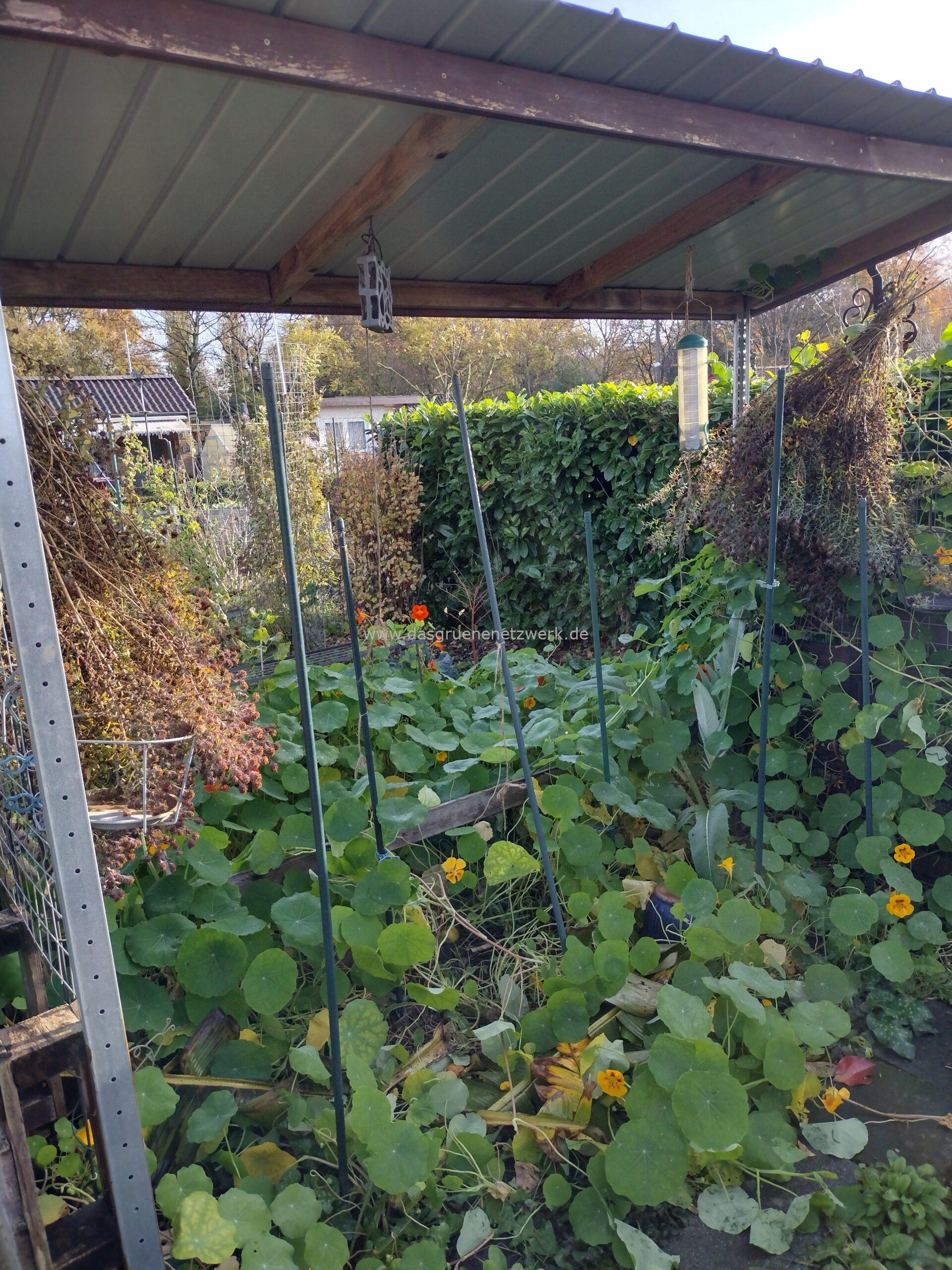 Plan B: Pflanzen schneiden im Herbst