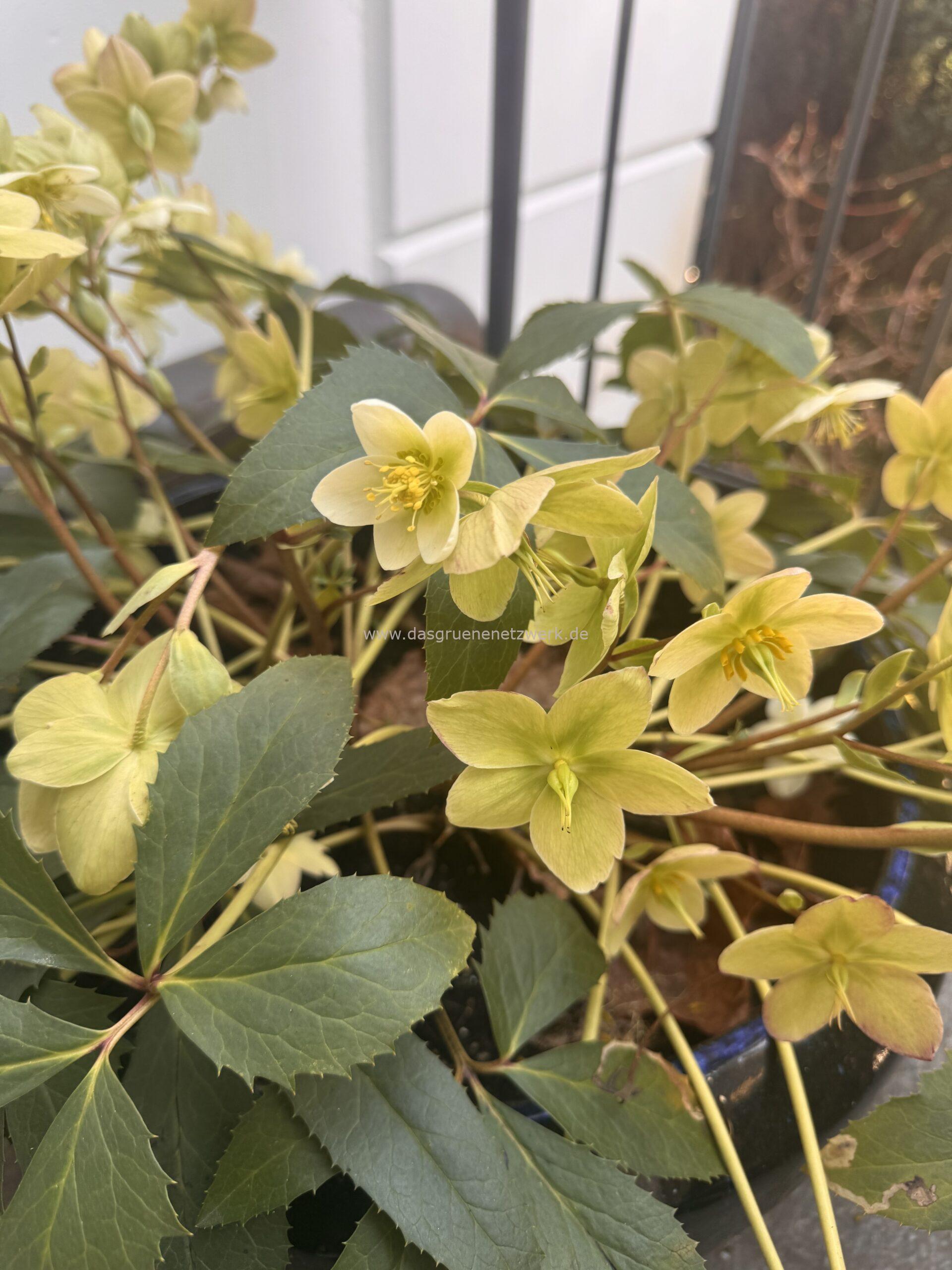 Nieswurz – vergessen weil giftig?