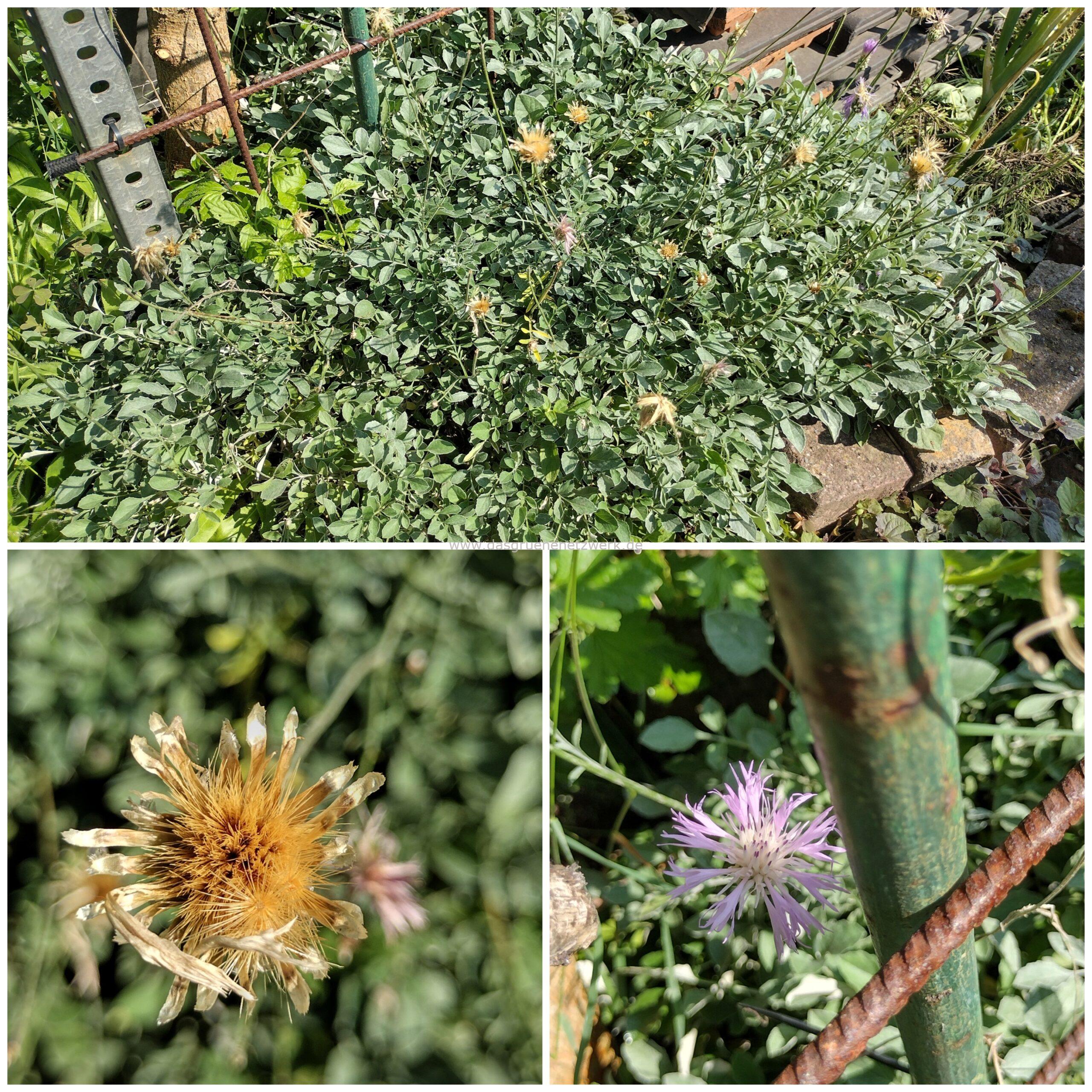 Einfache Kissenflockenblume