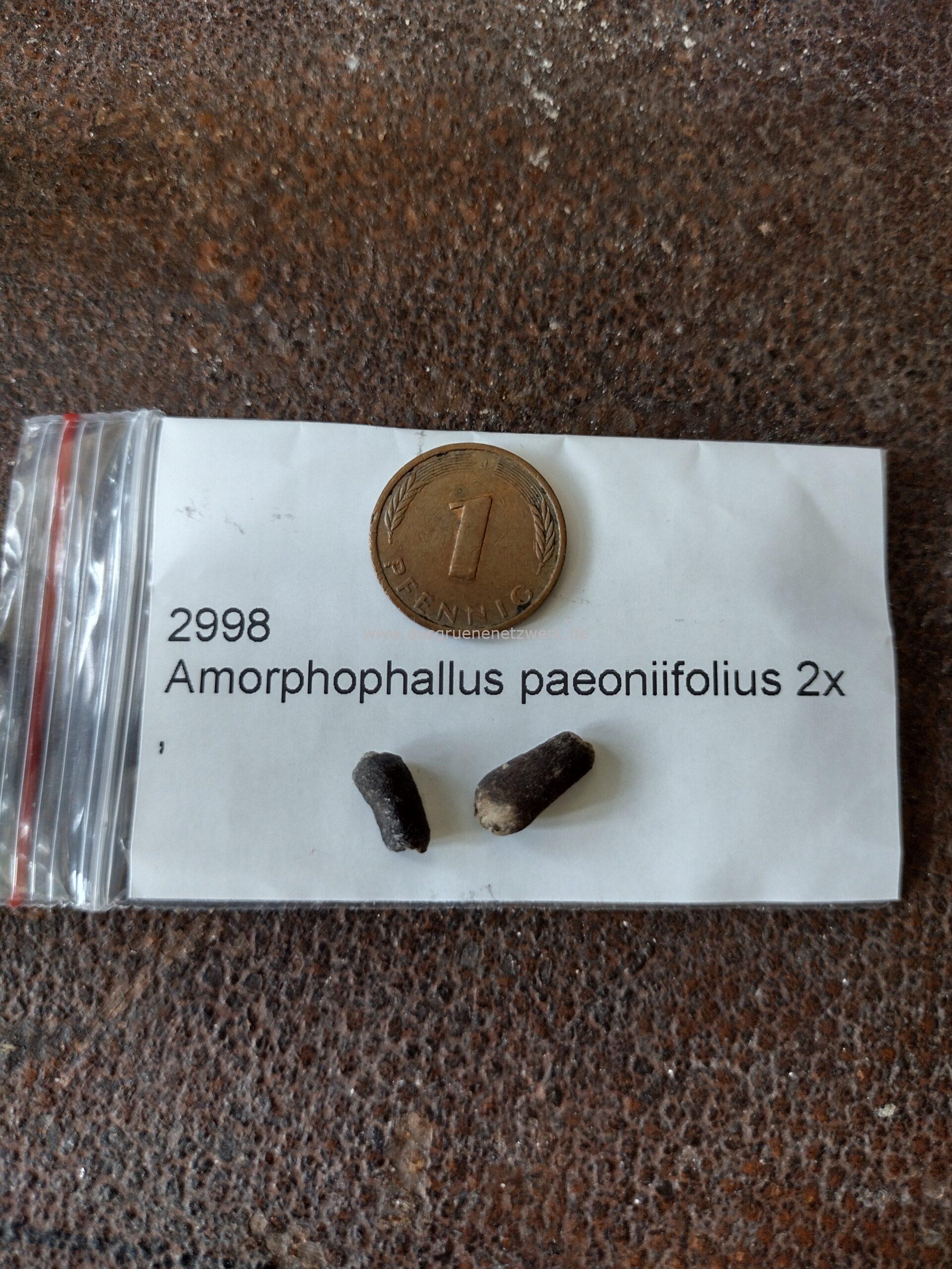 Amorphophallus paeonifolius