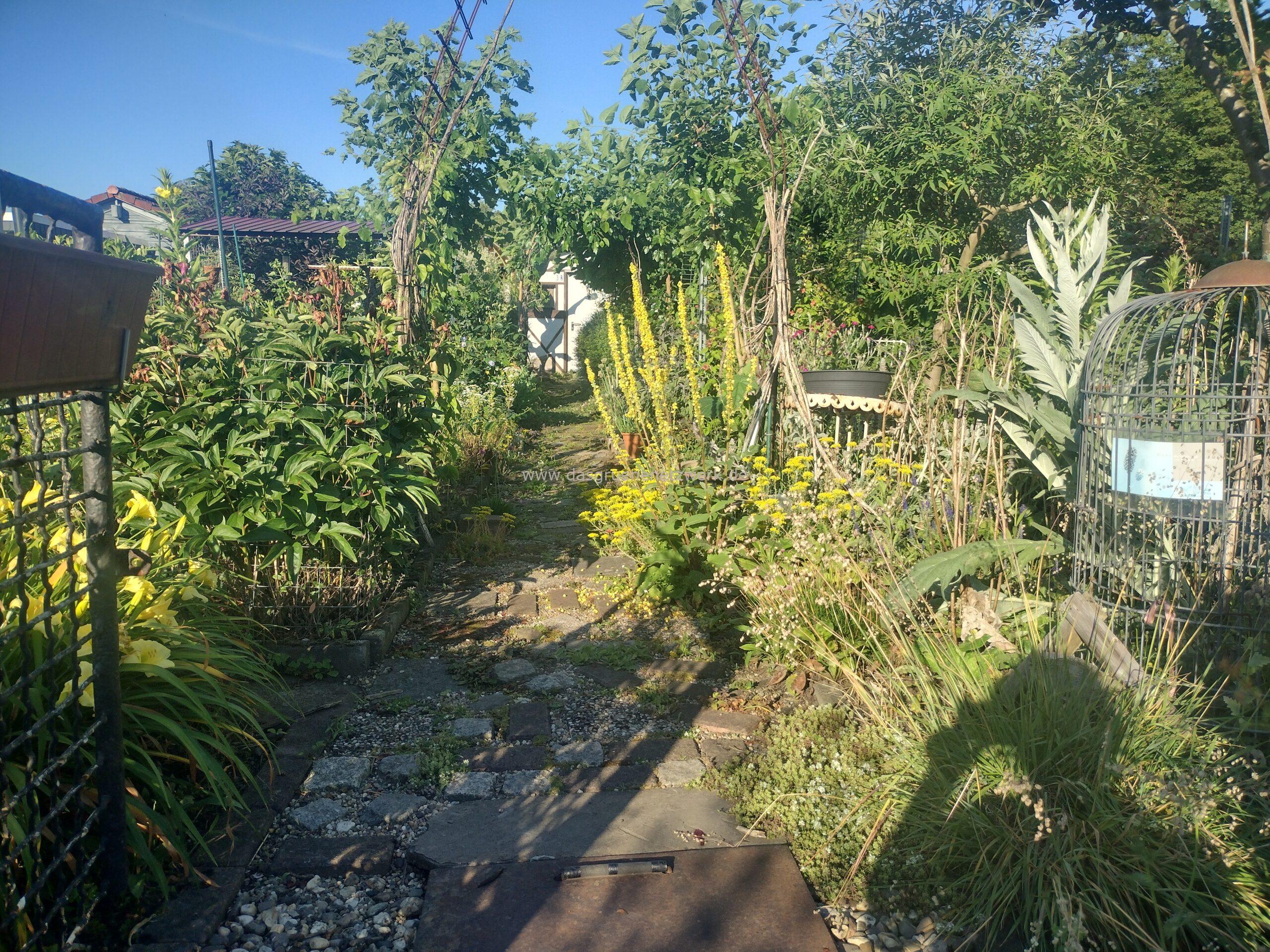 Pflanzen im Weg