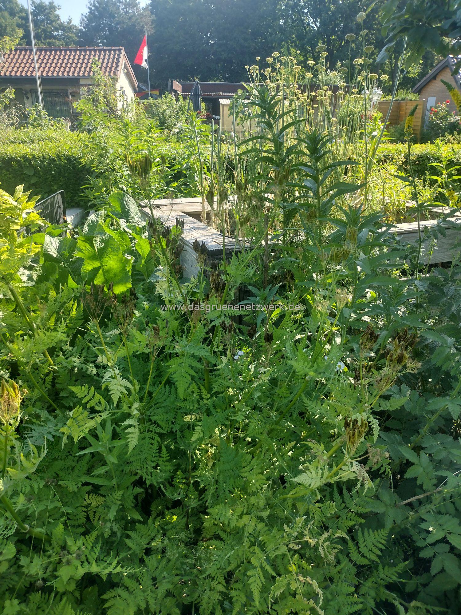 Leckergarten-Tipp: Süßdolde/