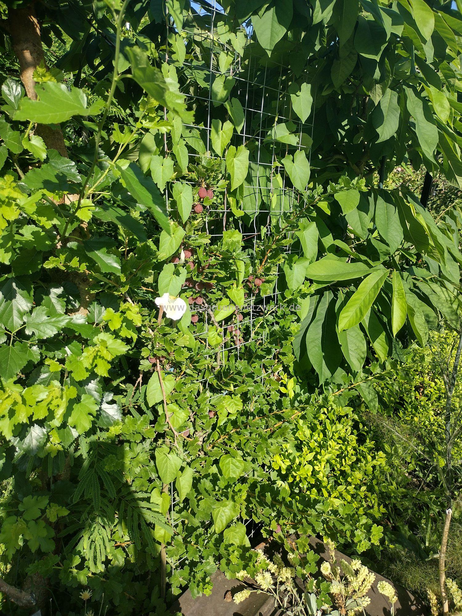 Hitzetipp 1: Stachelbeere