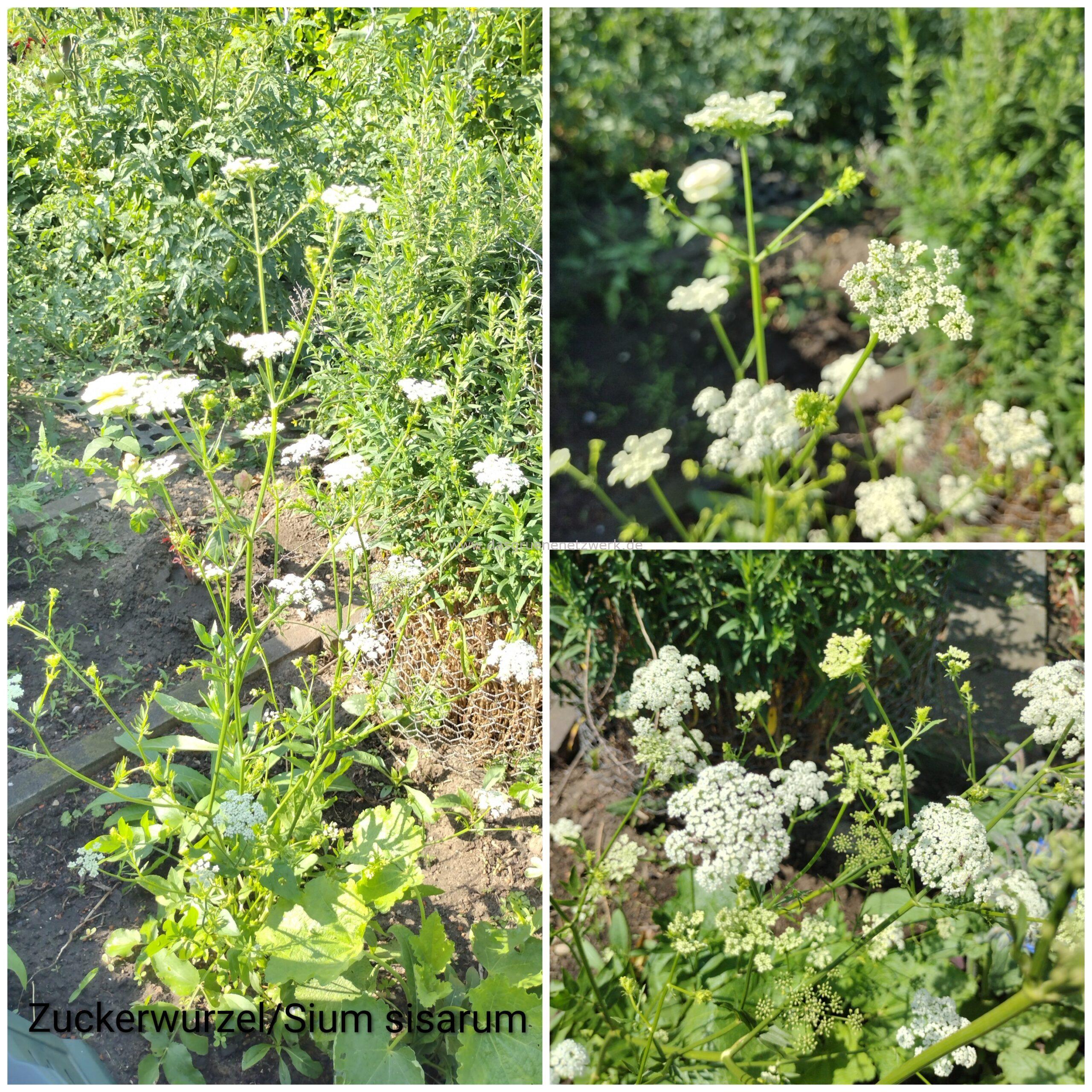 Leckergartentipp: Zuckerwurzel
