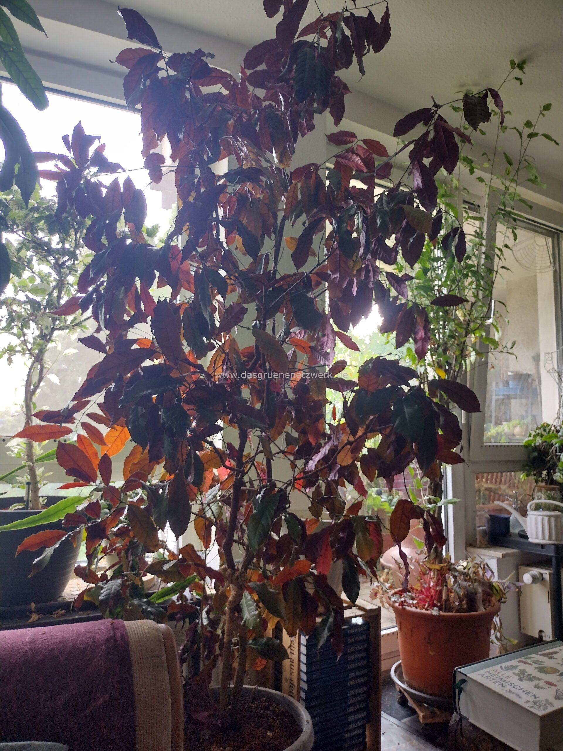 Chinesischer Kroton –  Excoecaria cochinchinensis (Syn. E. bicolor)