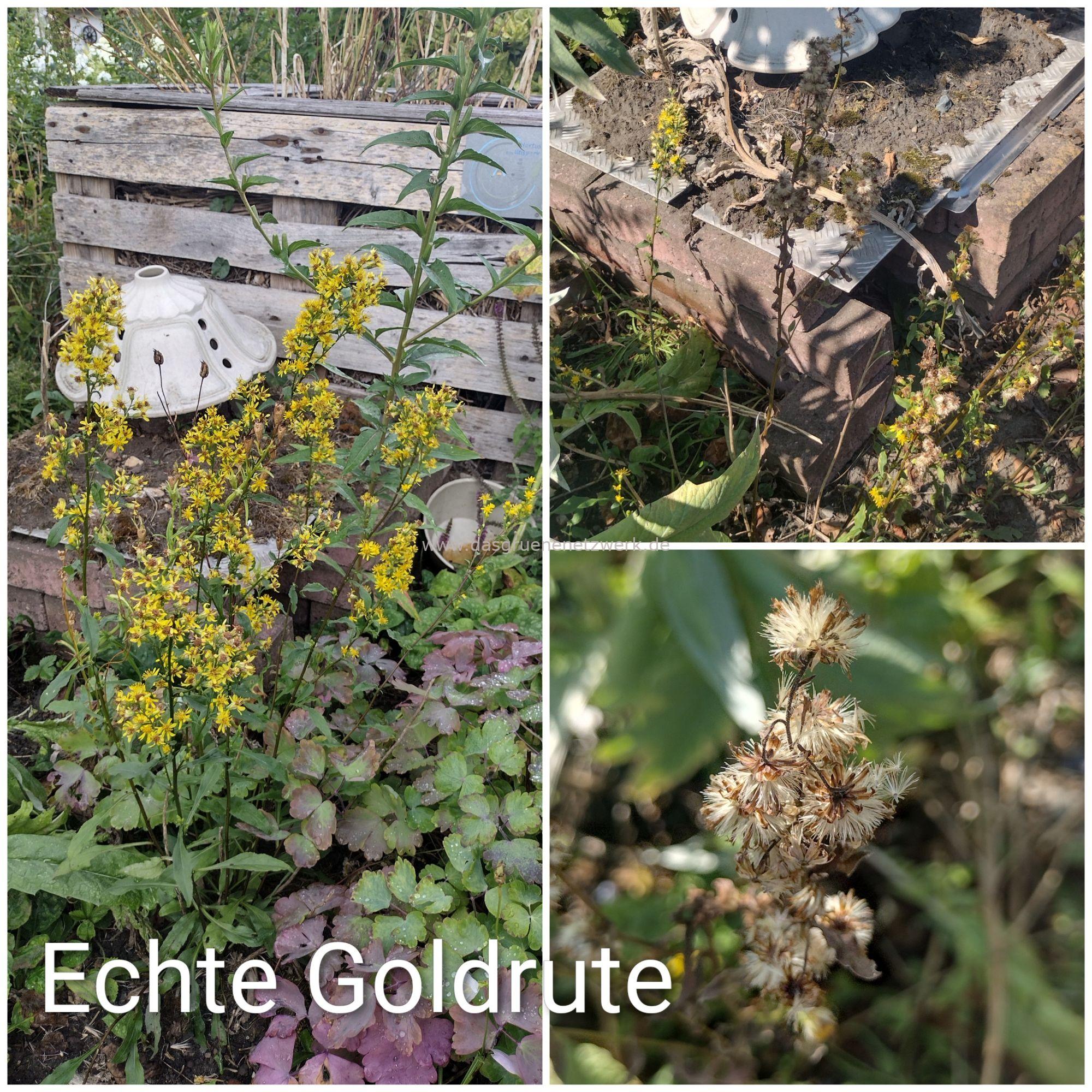 Echte Goldrute