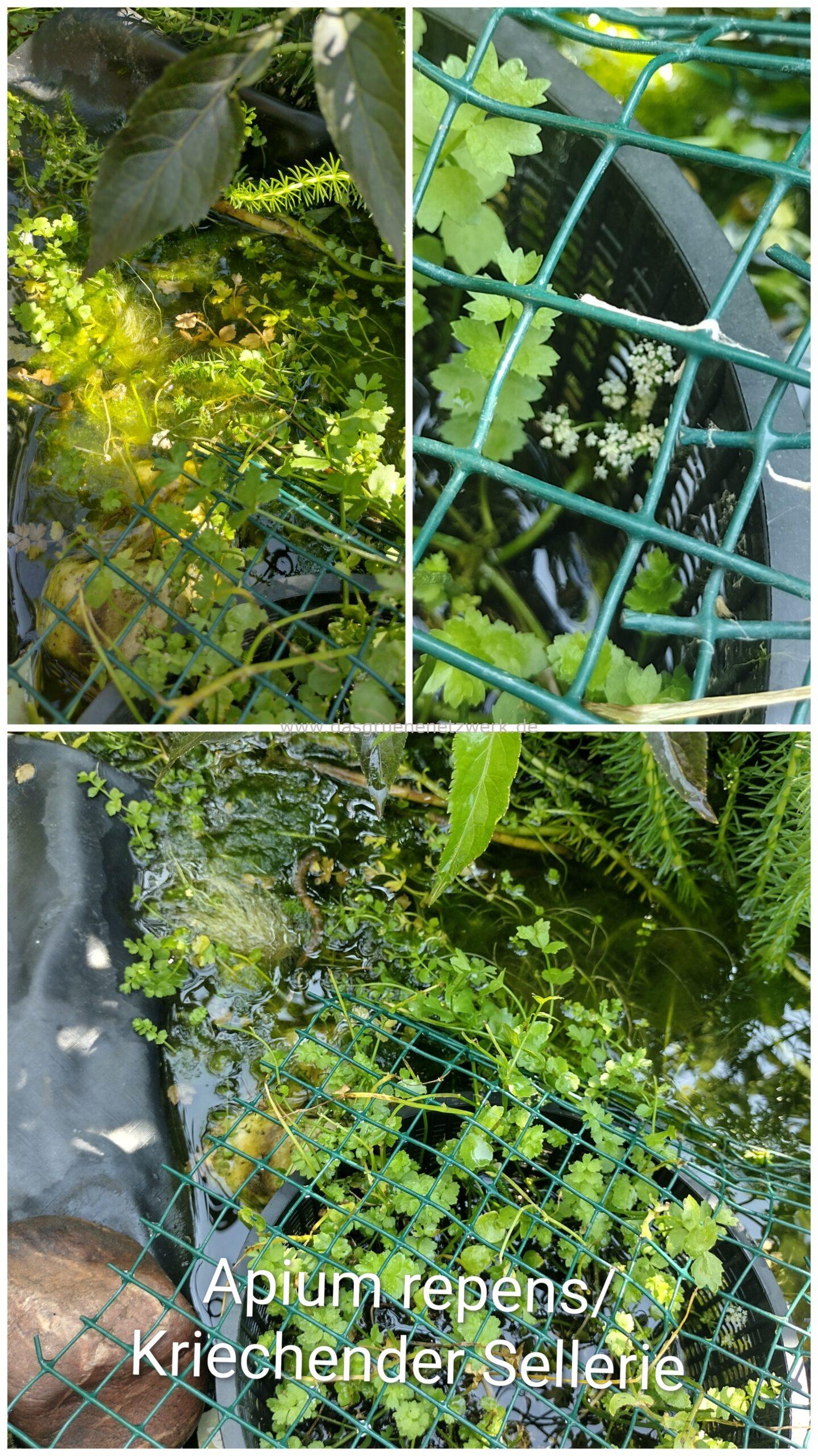 Kriechender Sellerie/Apium repens