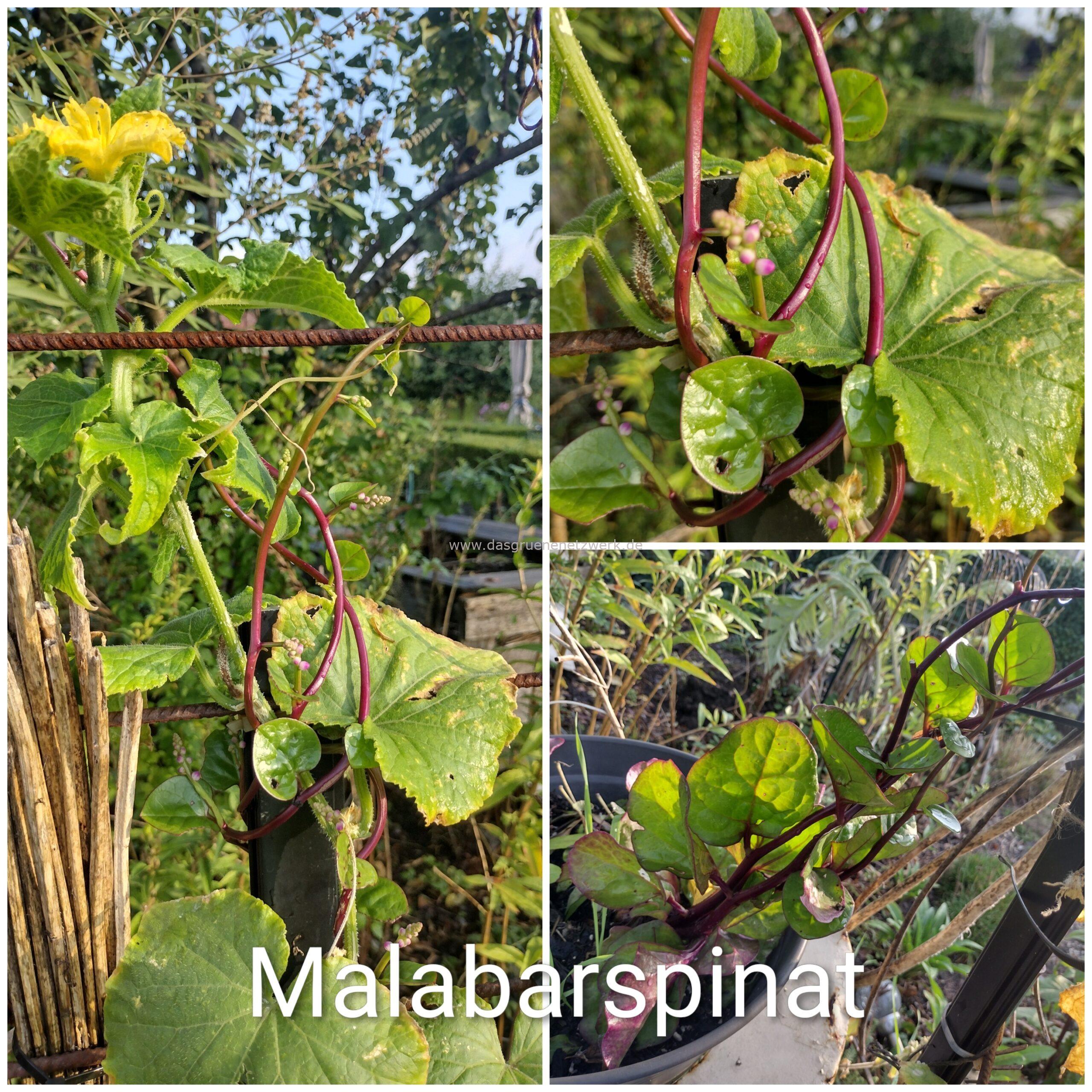 Leckergartentipp: Malabarspinat