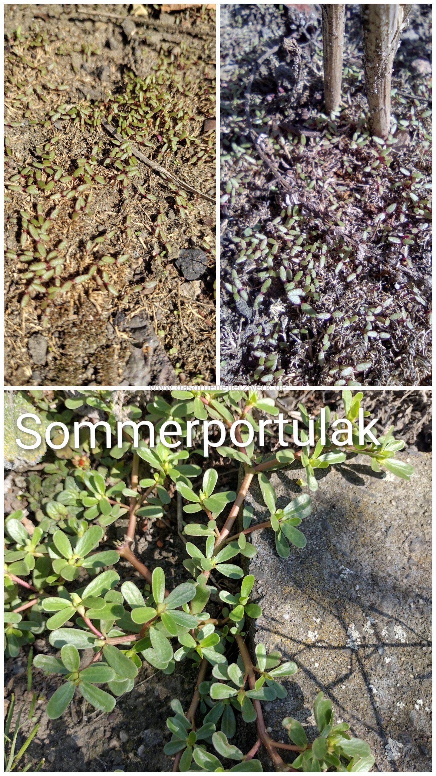 Leckergartentipp: Sommerportulak