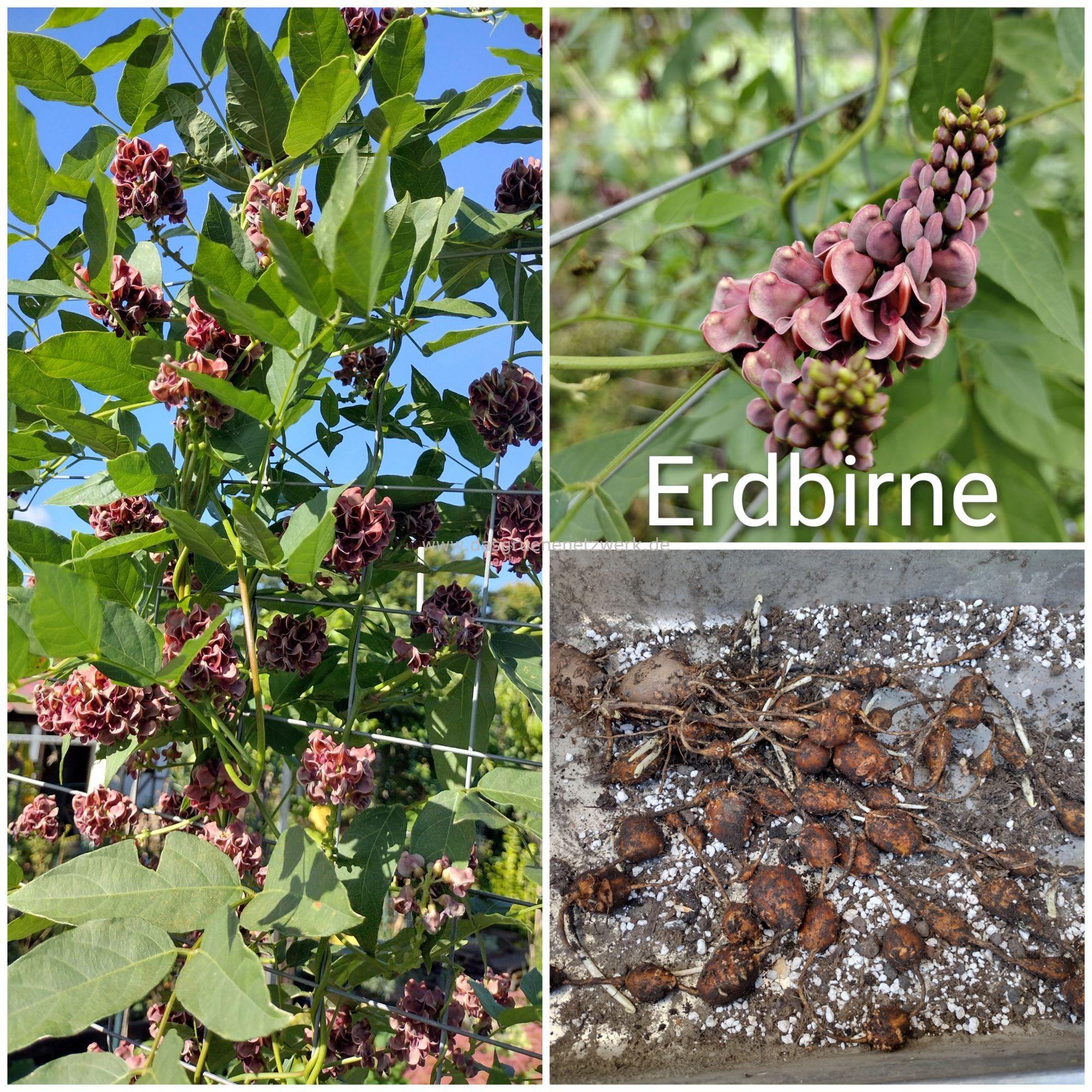 Leckergartentipp: Erdbirne