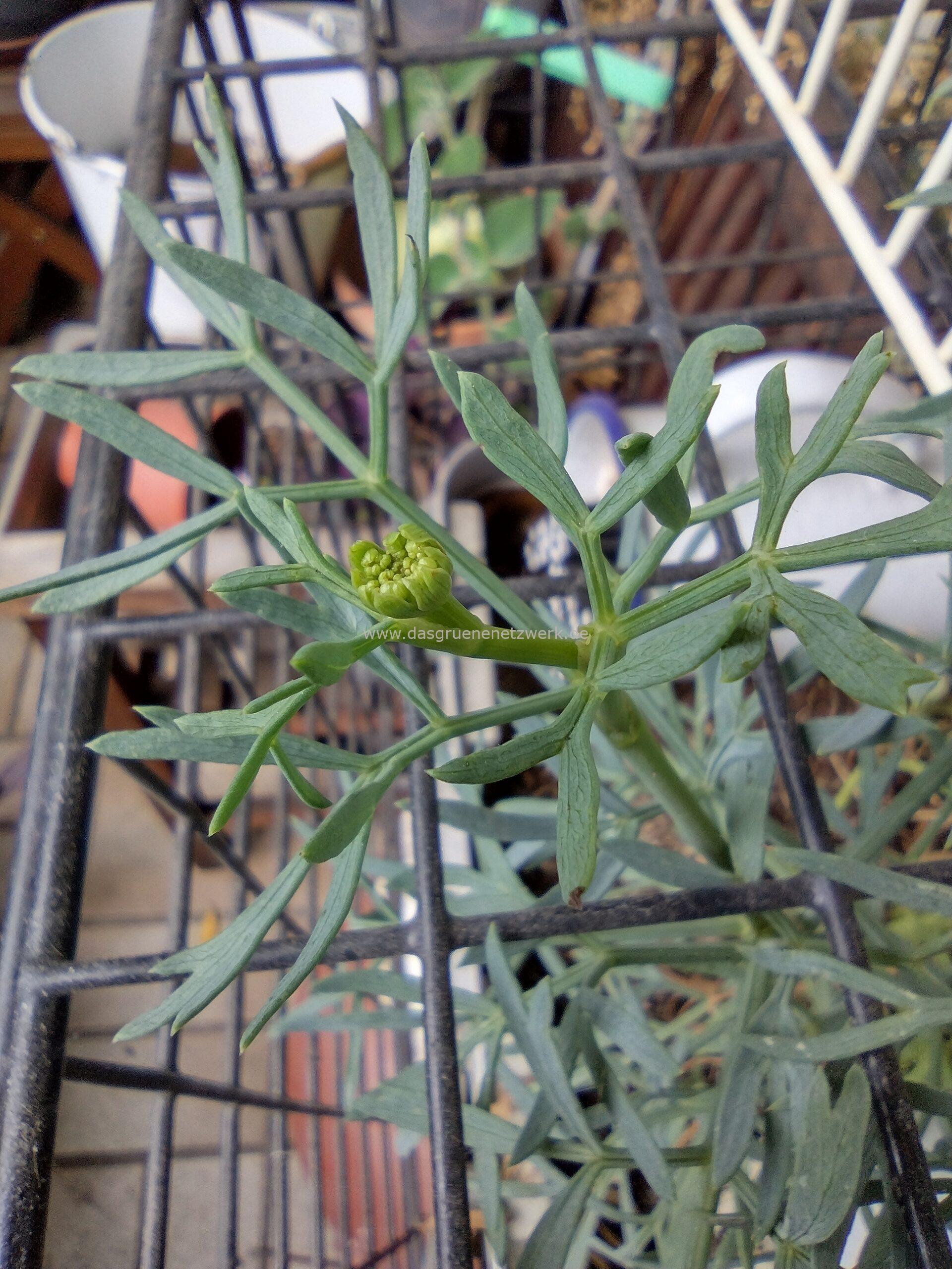 Meerfenchel