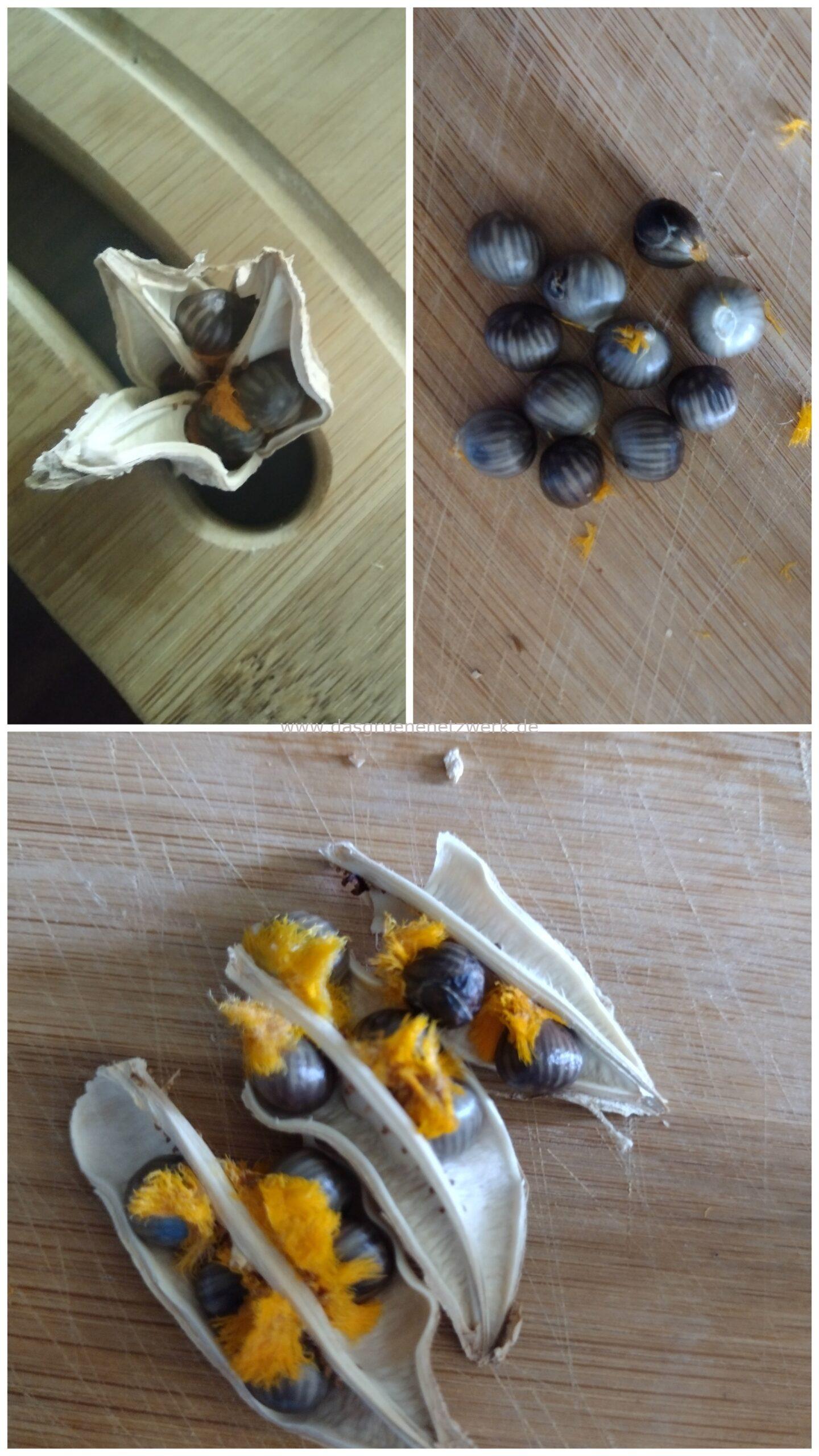 Saatgut: Binsenstrelitzie