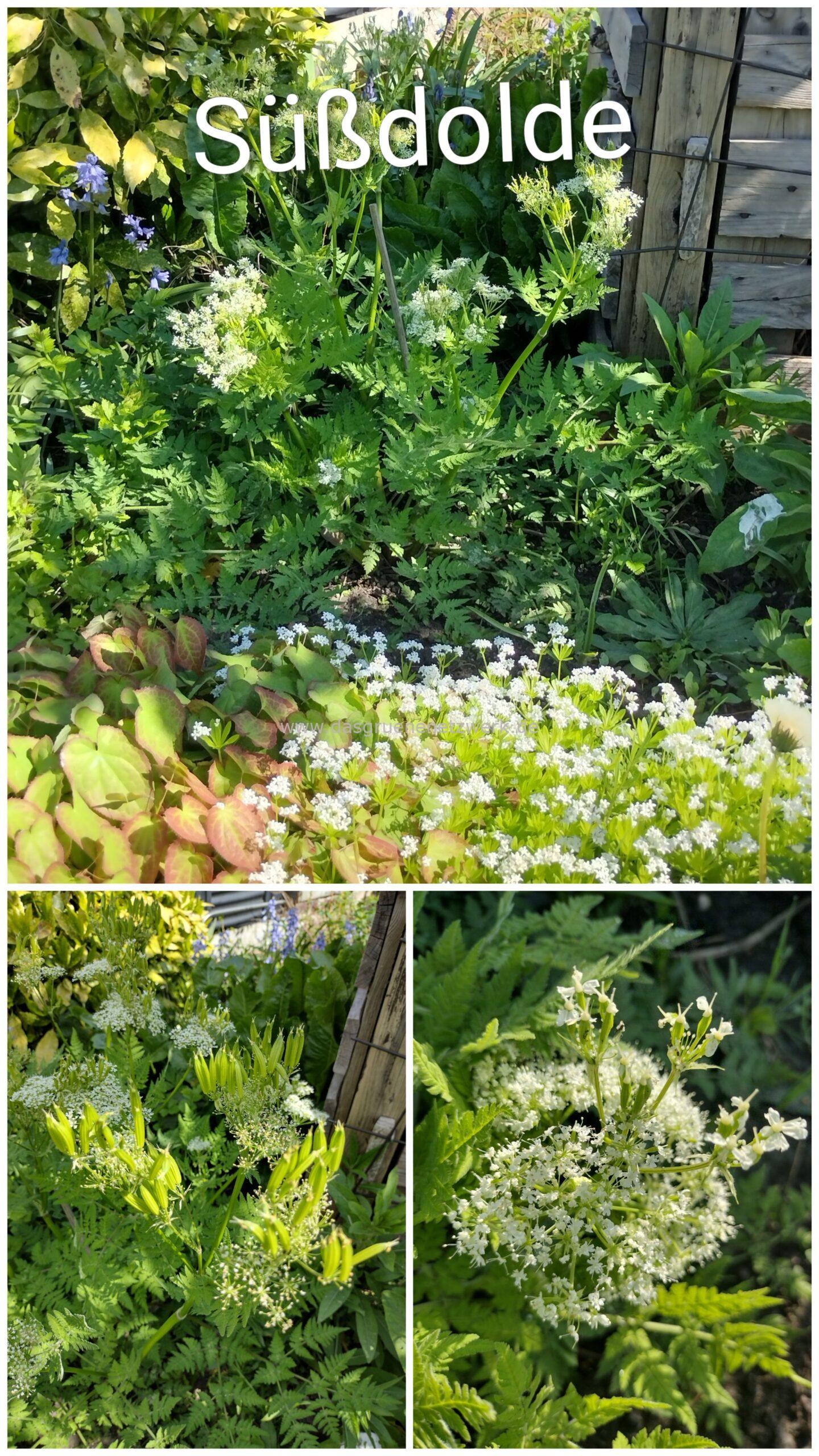 Süßdolde/ Myrrhis odorata
