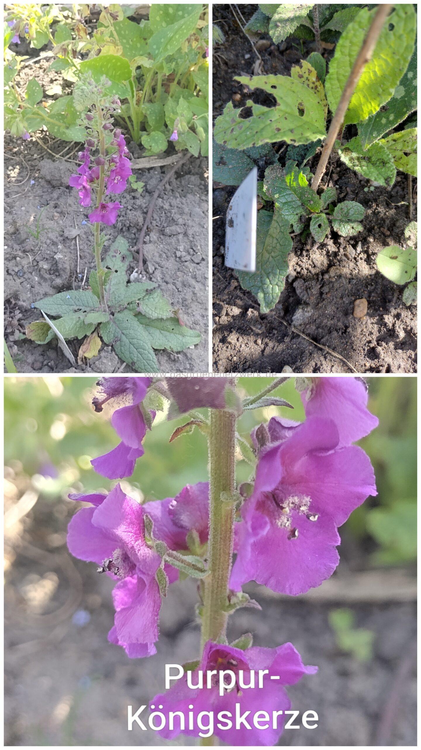 Purpur-Königskerze/ Verbascum phoeniceum