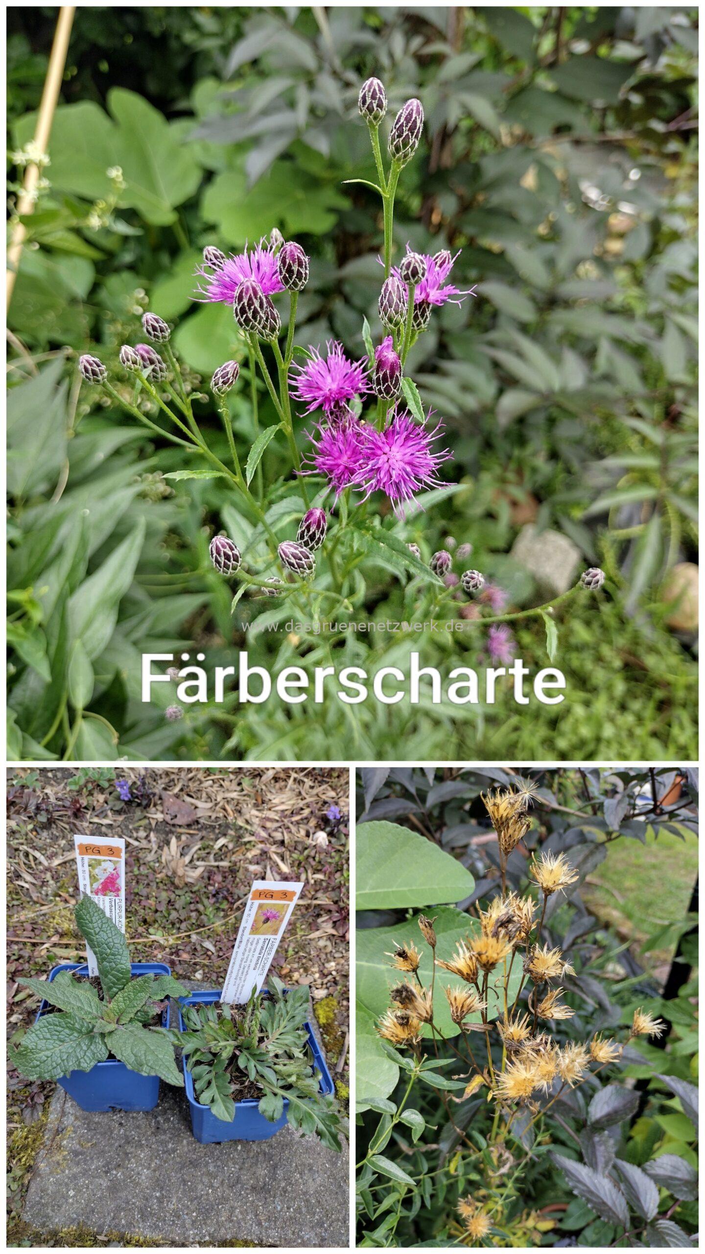 Färber-Scharte /Serratula tinctoria