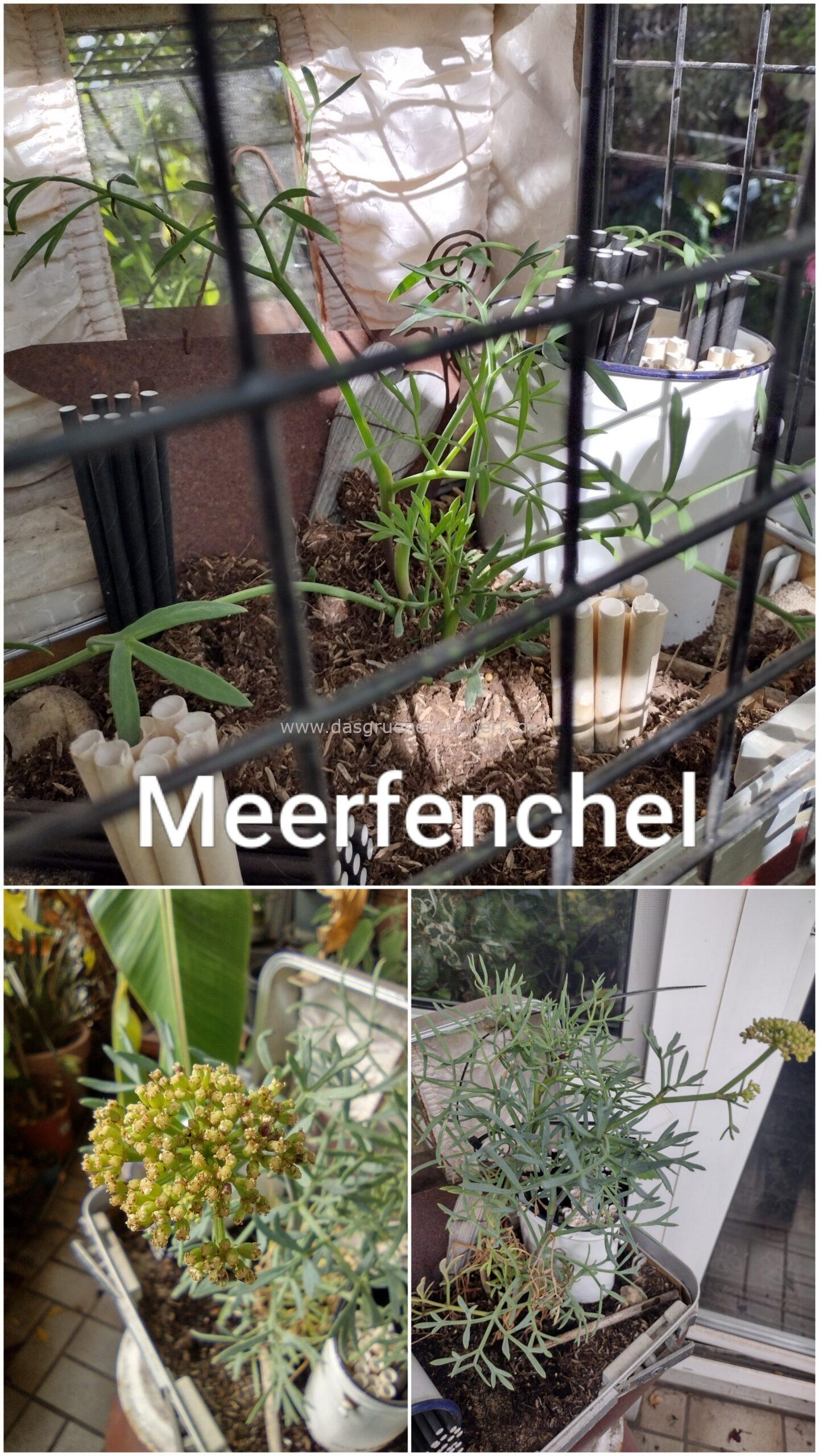 Meerfenchel /Crithmum maritimum 