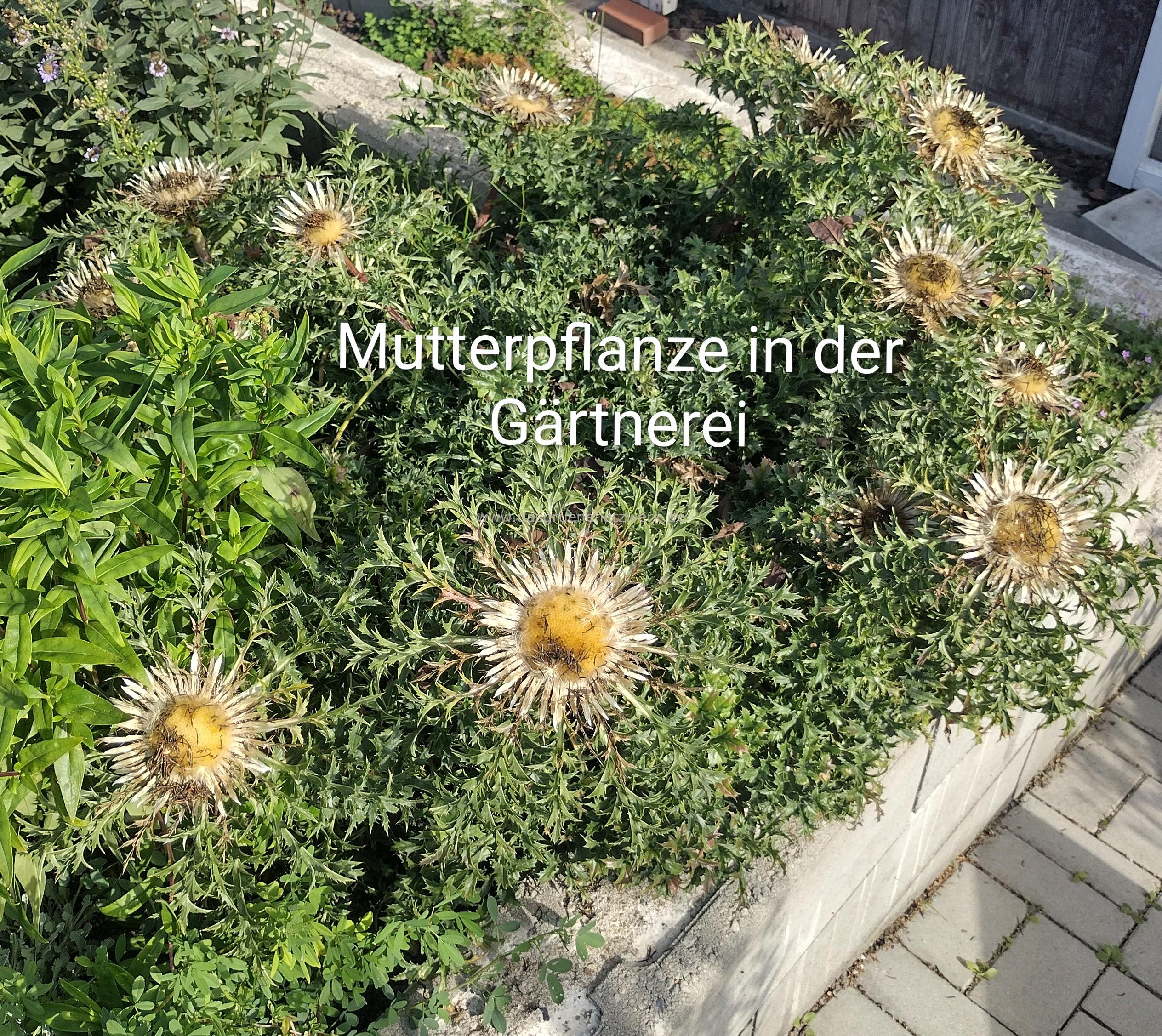 Silberdistel/ carlina aucaulis