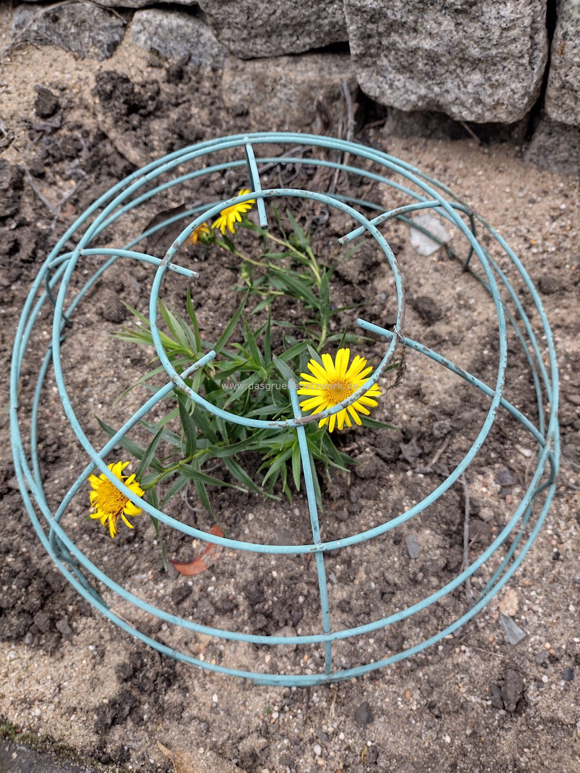Zwergalant/Inula ensifolia
