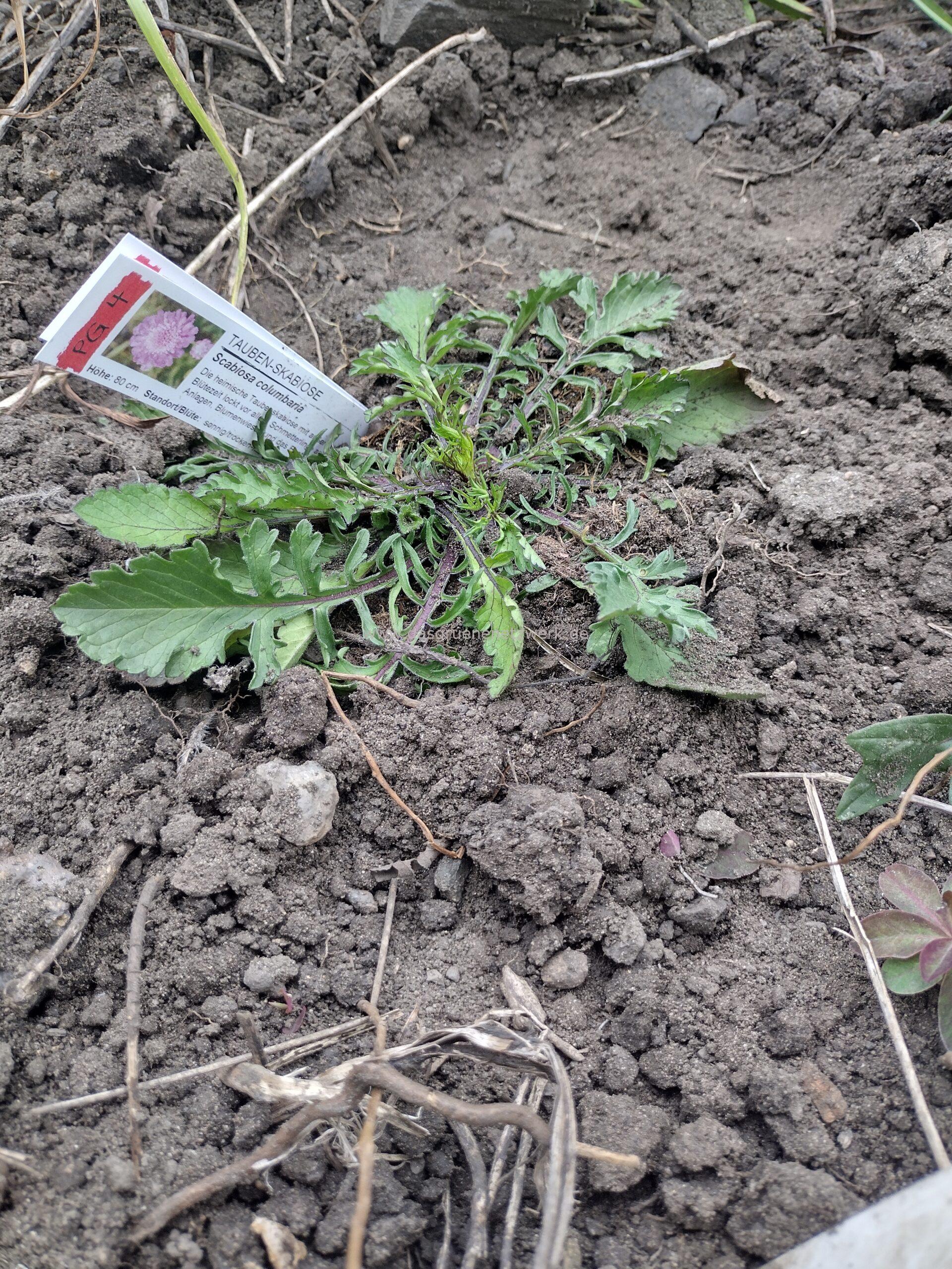 Tauben-Skabiose /Scabiosa columbaria