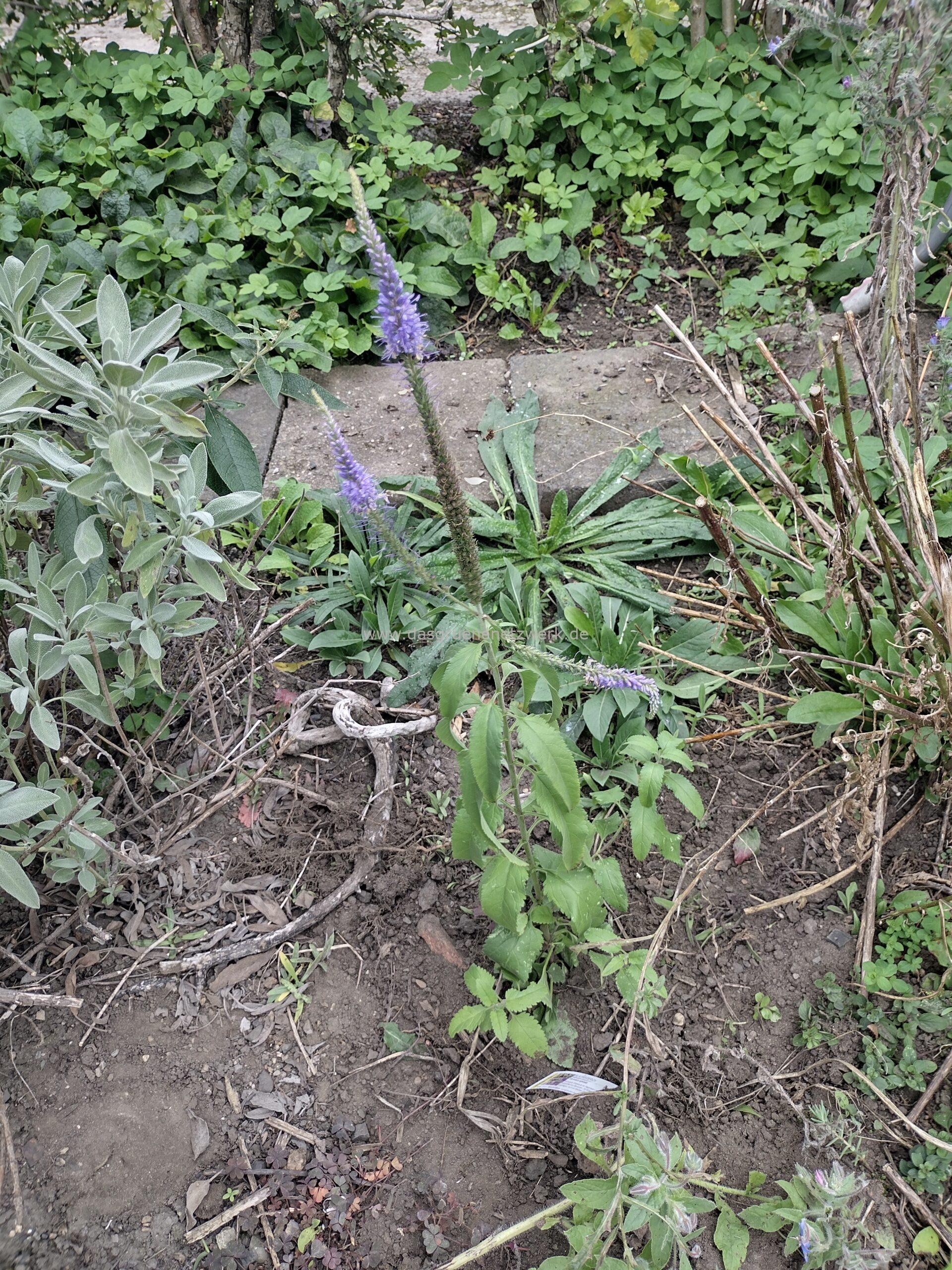 Blauweiderich/ Veronica spicata