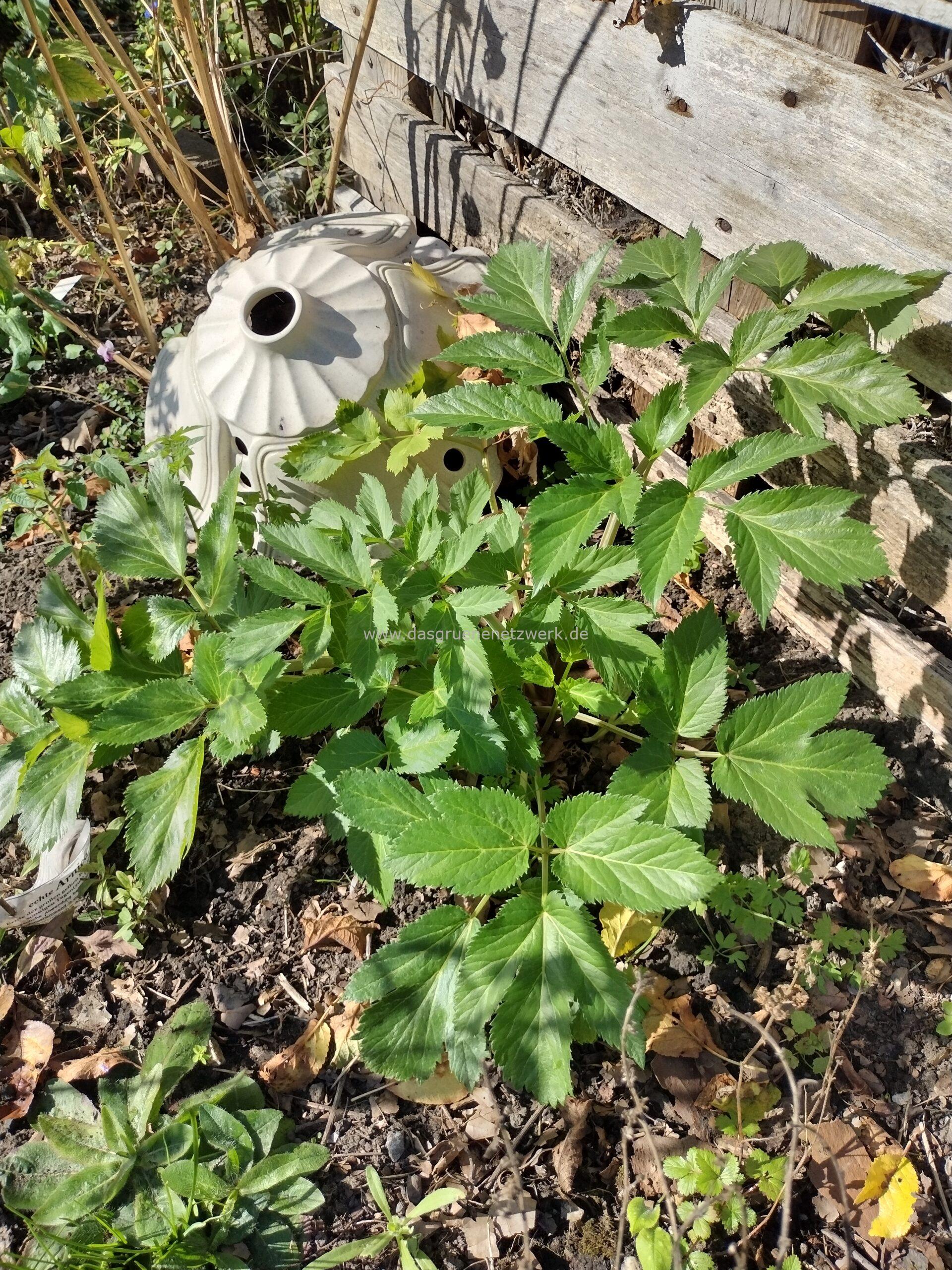 Echte Engelwurz Angelica archangelica 