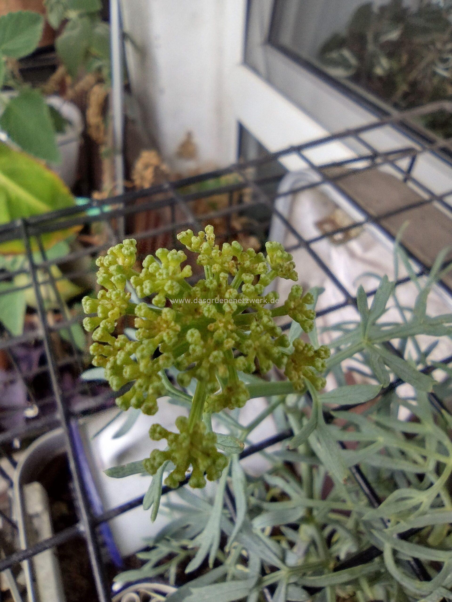 Meerfenchel
