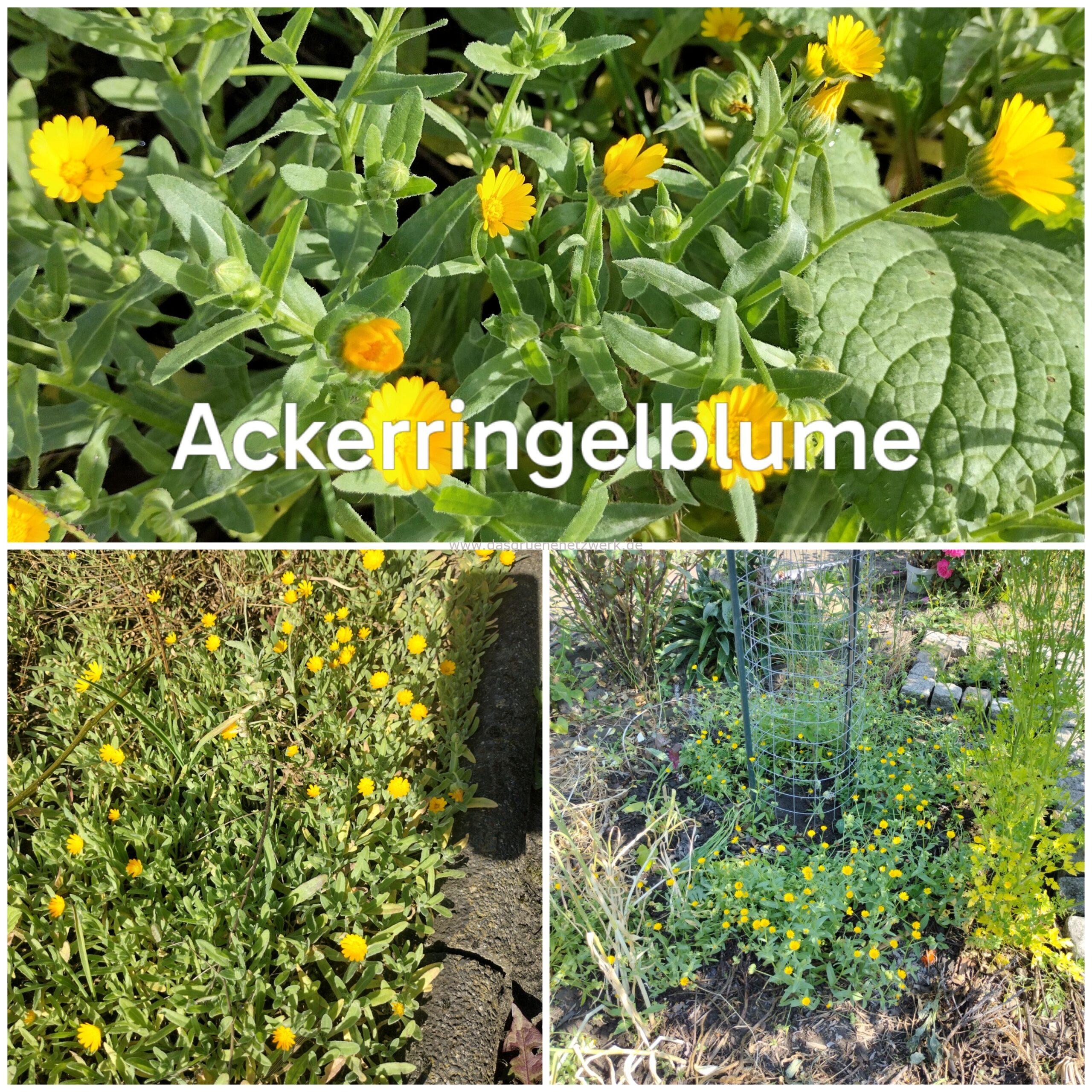 Ackerringelblume/Calendula arvensis