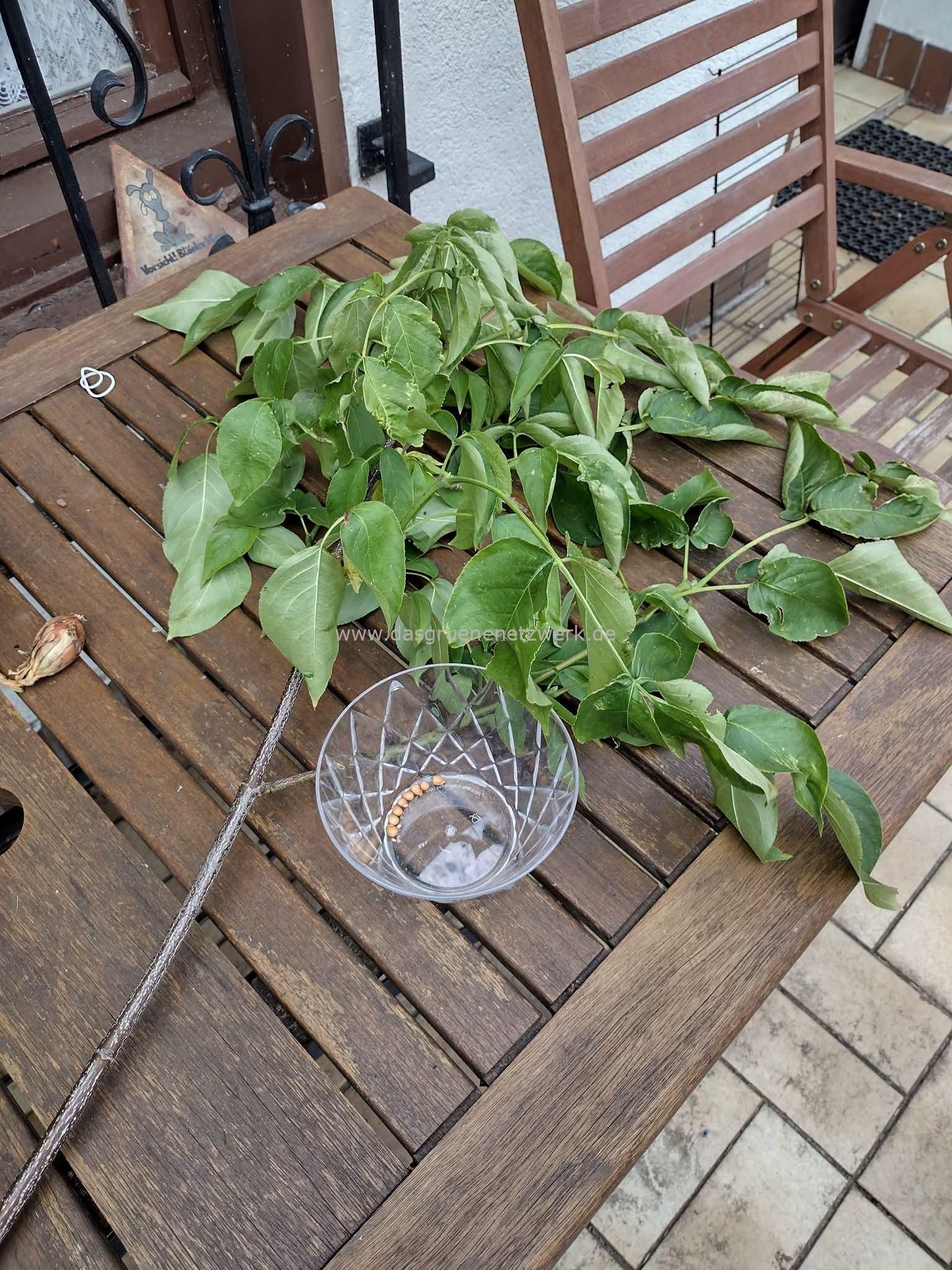 Pimpernuss/Staphylea pinnata