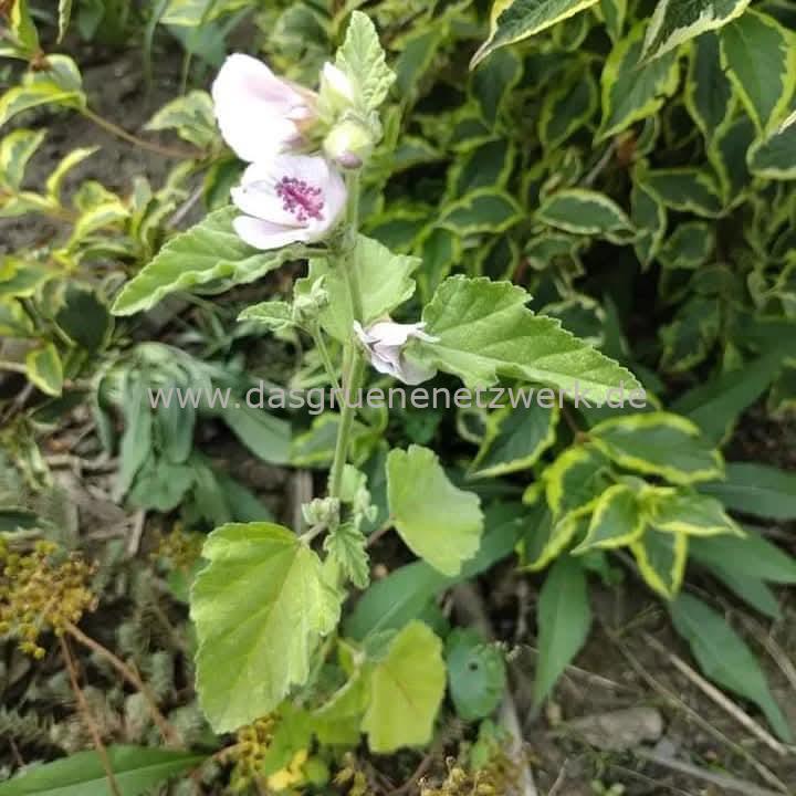 Echter Eibisch/Althaea officinalis