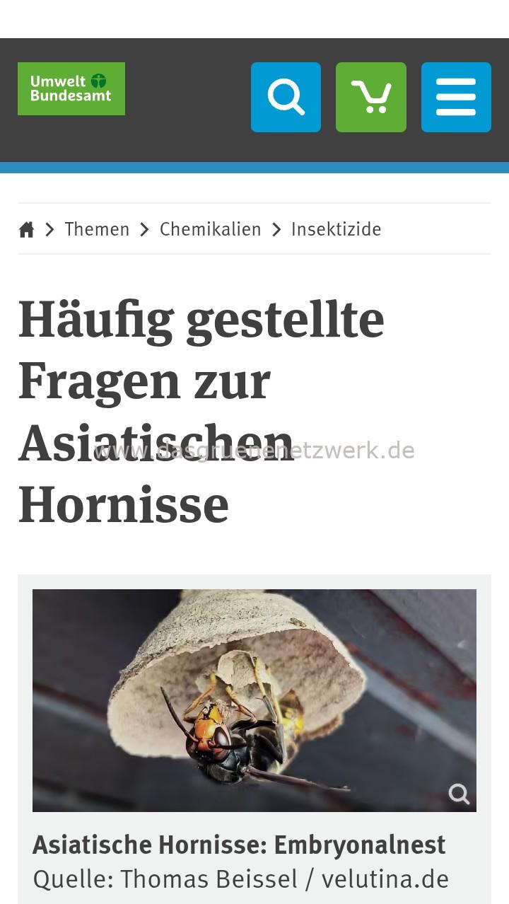 Faktencheck: Asiatische Hornisse
